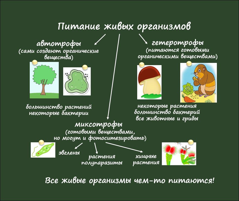 Проекты – Союз юных экологов Саратовской области